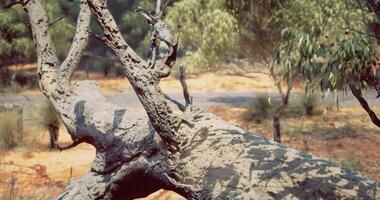 CGI Unique view of a camouflaged lizard resting on a fallen tree in the bush video