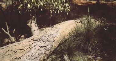 CGI Log resting on the ground among grass and bushes in an Australian forest video