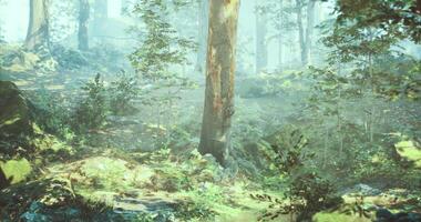 CGI Misty forest with sunlight filtering through trees in serene morning atmosphere video