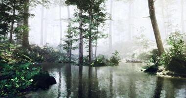 CGI Mystical forest with tranquil pond surrounded by tall trees in foggy atmosphere video