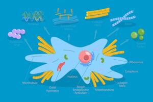 Diagram of cell structure and components vector