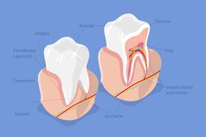 3D Isometric Flat Conceptual Illustration of Dental Structure, Tooth Anatomy vector