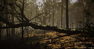 CGI Sunlight filters through trees onto fallen log in dense forest video