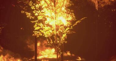 CGI Bright flames engulf trees in a forest during wildfire at dusk video