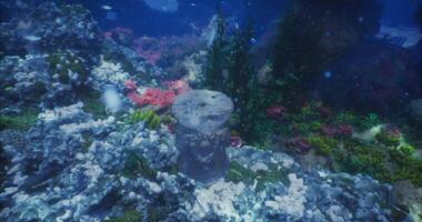 CGI Coral reef ecosystem thriving with vibrant marine life and structures video