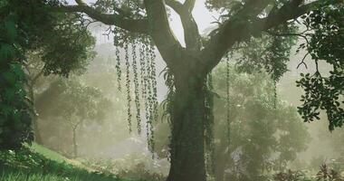 CGI Lush green jungle scene featuring a large tree with hanging vines at dawn video