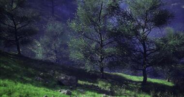 CGI Gentle morning light filters through leafy trees in a tranquil forest setting video