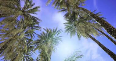 CGI Palm trees sway gently under a bright blue sky in a tropical paradise video