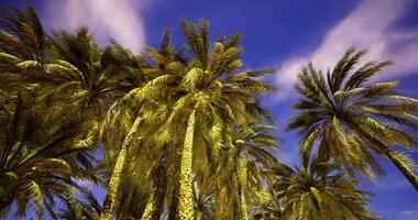 CGI Lush palm trees sway under a clear blue sky on a sunny day video