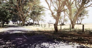 CGI Forest path near a wide field with fallen branches during the day video