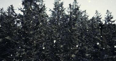 CGI Snow gently falling on dense evergreen forest during winter season video
