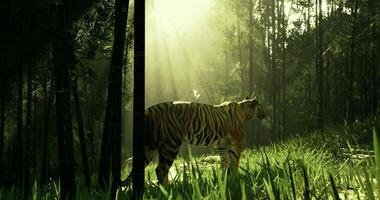CGI Majestic tiger standing in a sunlit bamboo forest during the day video