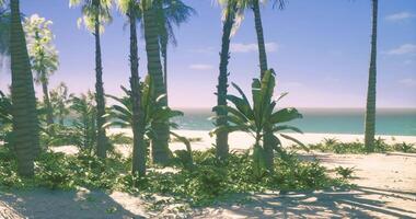 CGI Tropical beach landscape with palm trees and lush greenery by the ocean video