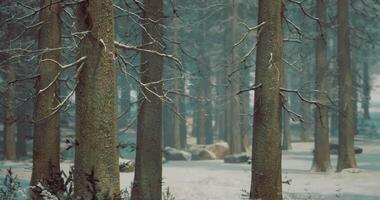 CGI Winter forest landscape with bare trees and soft snowfall in a serene setting video