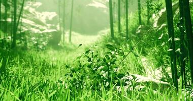 CGI Lush green forest pathway surrounded by vibrant foliage in daylight video