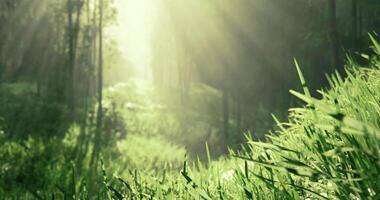 CGI Light filters through trees in a serene forest landscape during daytime video