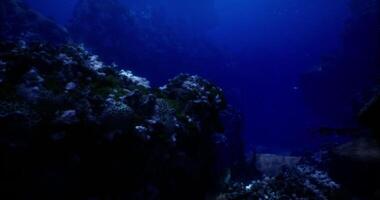 CGI Underwater coral reef teeming with marine life at a deep ocean location video
