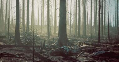 CGI Forest recovery after wildfire illustrates natures resilience over time video