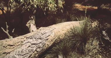 CGI Natural log resting on earthy ground with surrounding grass and trees video