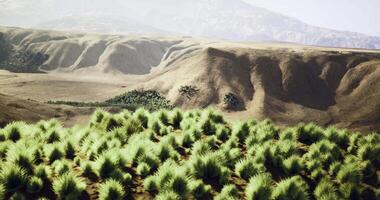 CGI Lush green vegetation sprawls across rugged mountain terrain under clear skies video