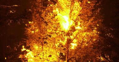 CGI Bright flames engulf a tall tree in a forest during a late evening fire video