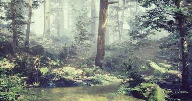CGI Serene forest landscape with misty atmosphere and a calm water stream video