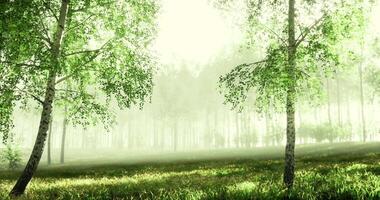 CGI Tranquil forest setting with soft morning light and lush greenery video