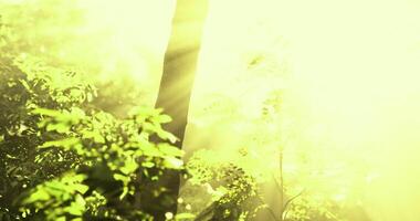 CGI Sunlight filtering through trees in a lush green forest at dawn video