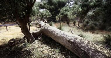 CGI Fallen tree lying on the ground surrounded by greenery in an open space video