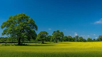 High-resolution image of summer open field photo