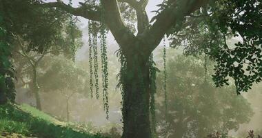 CGI Lush green forest with a majestic tree and hanging vines in morning light video