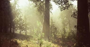 CGI Sunlight filters through trees in a serene forest landscape during morning video