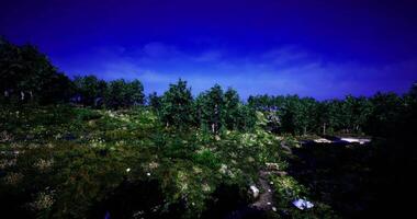 CGI Lush greenery under a vibrant sky in a serene forest landscape video