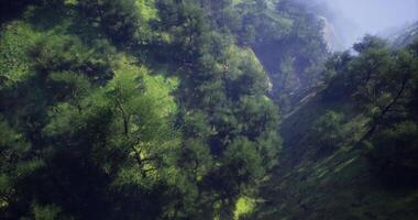 CGI Lush green valley with dense trees and rolling hills during daylight video