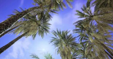 CGI Palm trees sway under a bright sky in a serene tropical location video