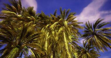 CGI Lush palm trees reaching towards a bright blue sky in a tropical setting video