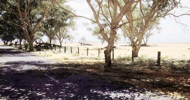 CGI Scenic view along a winding road flanked by tall eucalyptus trees video