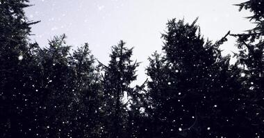 CGI Winter snowfall in a dense forest with evergreens and gray sky video