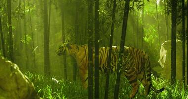 CGI Tiger walking through lush green bamboo forest in sunlight beams video