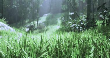 CGI Lush green grass and sunlight filter through trees in a serene forest video