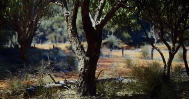 CGI Sunlight filters through trees in Australian bushland during midday video