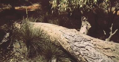 CGI Close up view of a fallen log surrounded by native plants in a natural setting video