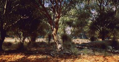 CGI Forest landscape showcasing trees and shrubbery in natural sunlight video