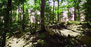 CGI Sunlight filters through trees in a vibrant forest pathway during midday video