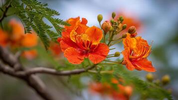 Tree flower detail in crisp macro wallpaper focus photo