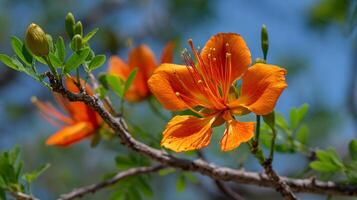 Macro wallpaper of beautiful flower on blooming tree in daylight photo