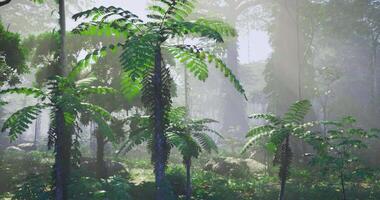 CGI Lush green ferns thriving in a misty tropical forest at sunrise video