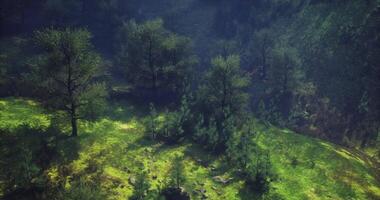 CGI Lush green meadow with trees bathed in soft sunlight at dawn video