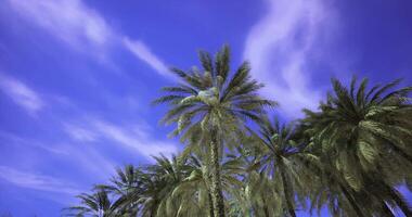 CGI Palm trees sway gently under a bright blue sky during a sunny day video