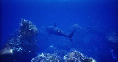 CGI Exploring the underwater world with a large fish swimming gracefully video
